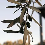 Villa Spitaki Among Olives