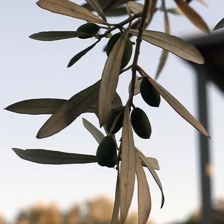 ヴィラ Spitaki Among Olives