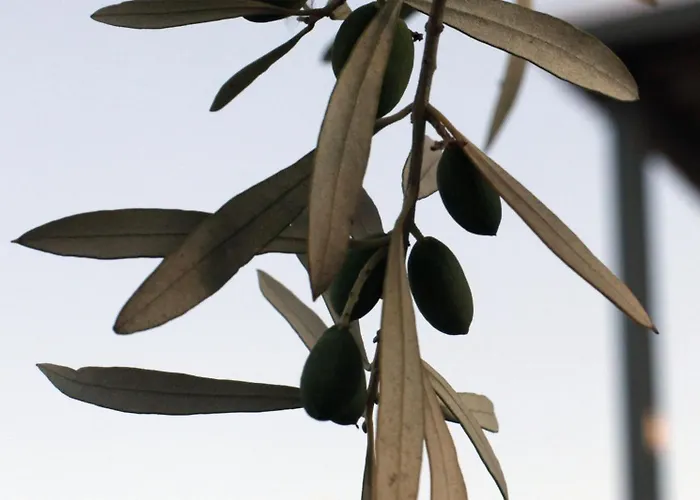别墅 Spitaki Among Olives